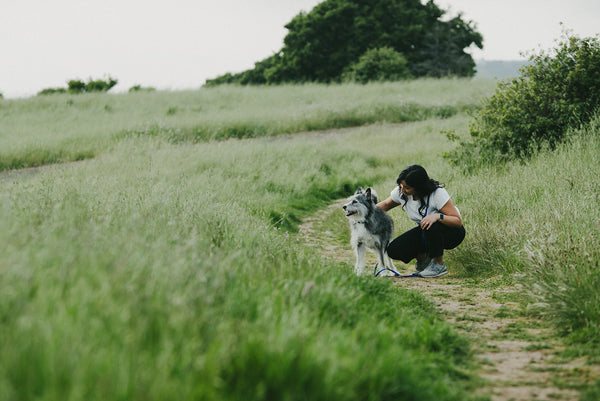 Why We Don't Recommend "Pack Walks" for Your Dog