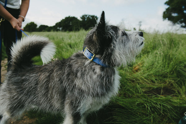 How to Choose the Right Dog Collar: A Guide to High Tail Hikes Collars
