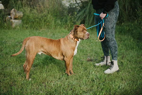 Five Tips for Getting Started Using a BioThane Long Line