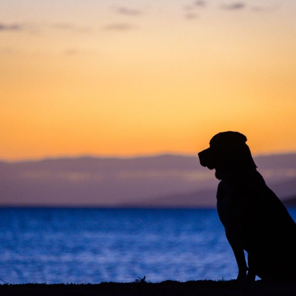 beautiful sunset over the water, dark shadow image of a dog looking at the sunset