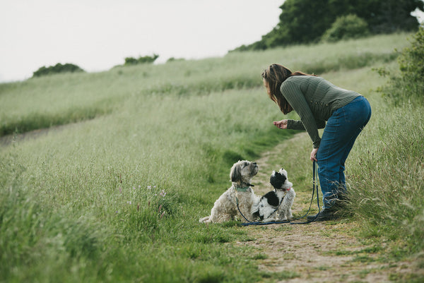 woman in field walking two small dogs