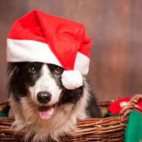 black and white collie dog sitting in a basket wearing a red and white santa hat