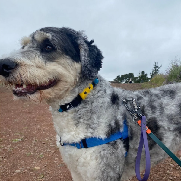 black and white dog wearing a fi series 3 compatible collar and biothane leash plus biothane traffic handle