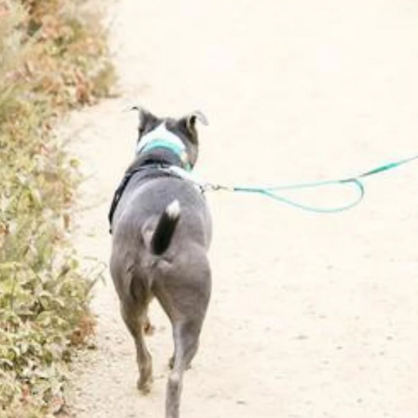 black dog wearing a teal biothane leash and traffic handle walking on the edge of the sand