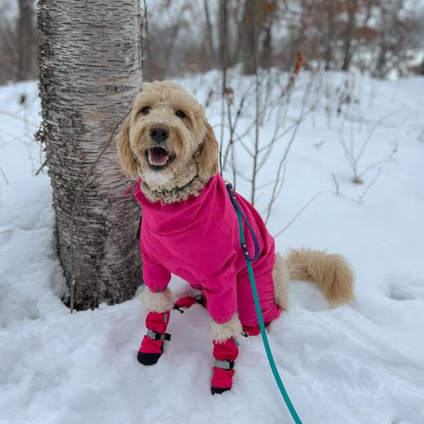 blonde curly haired dog wearing a pink sweater and rubber boots with a teal biothane long line with traffic handle sitting in the snow next to a birch tree