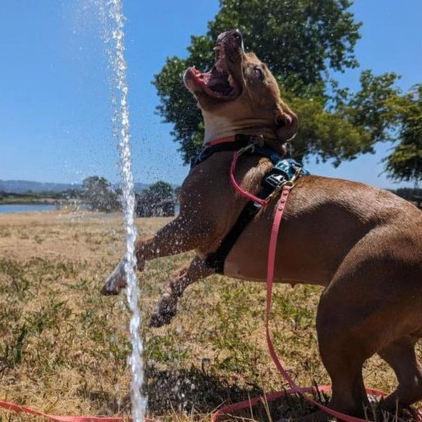 brown medium sized dog wearing a biothane long line playing in a water sprinkler
