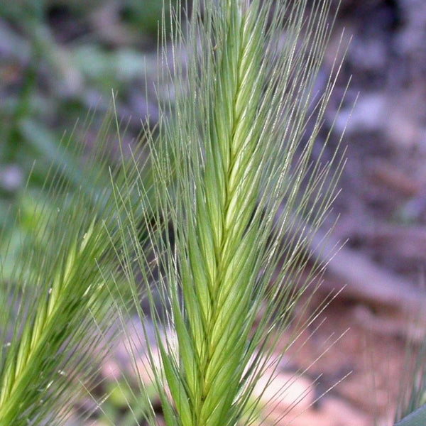 close up image of foxtail growing near a trail