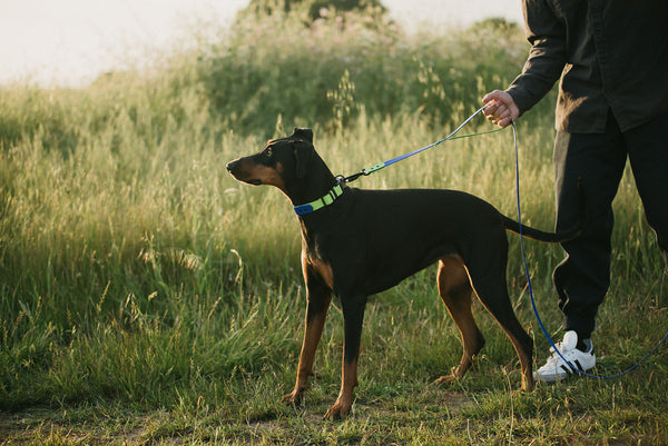 brown dog standing at point wearing a blue and green biothane collar with matching leash and traffic handle held by person wearing dog clothes they are standing next to tall grass