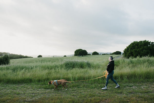 Holiday Hikes For You and Your Dog