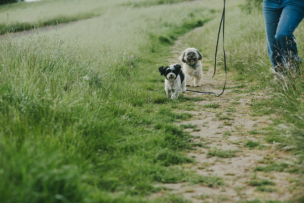 two small dogs on loose leash running next to a person wearing jeans on a trail in a green field