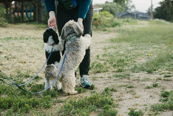 two small dogs, standing on their back legs with front legs on a persons knees, persons hands are in front of the dogs faces for them to smell hands or maybe take a treat from the hand