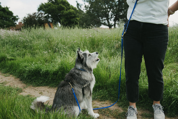 The Ultimate Guide to Planning a Dog Friendly Vacation