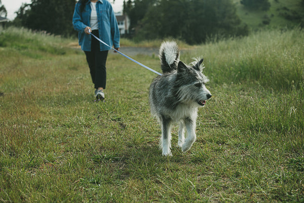Spring Tips for Hiking with Your Dog