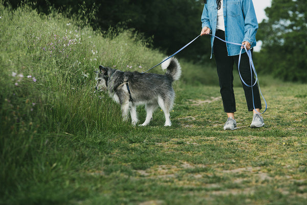 7 Reasons to Let Your Dog Sniff