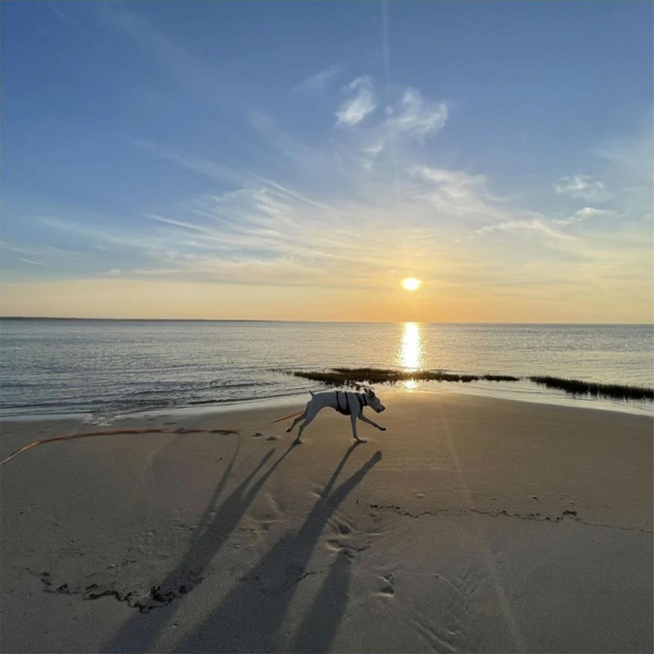 medium sized white dog running across the beach in front of the waters edge with a bright sunset in the background