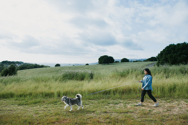 Top 10 Reasons to Invest in a BioThane Long Leash or Long Line for Your Dog