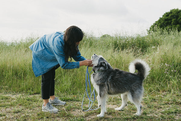 Be Your Dog's Chaperone