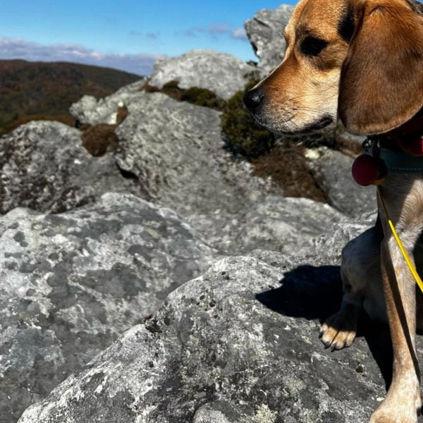 small brown dog wearing a yellow biothane leash atop a large rocky mountain
