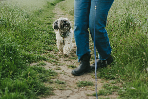 Walking Your Small Dog: Our Best Tips! Part Two: Tips for Walking Your Small Dog