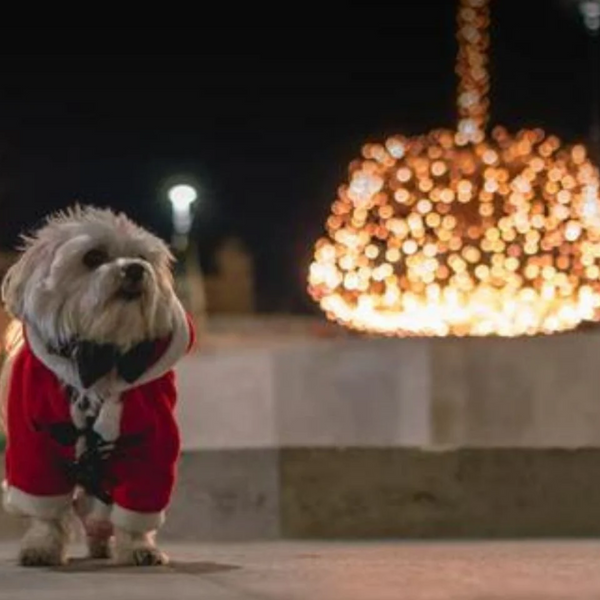 small grey colored dog wearing a red and white santa jacket next to a holiday light