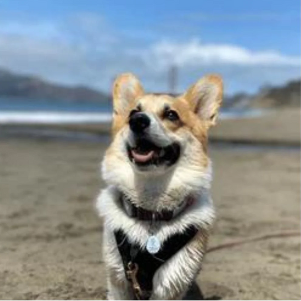 small tan and white dog wearing a biothane collar standing on a beach with water and blue sky in the background