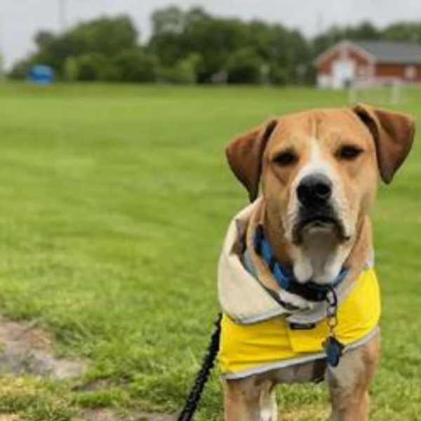 tan dog wearing a black biothane leash standing in a grassy field with a yellow coat on and red barn in the background
