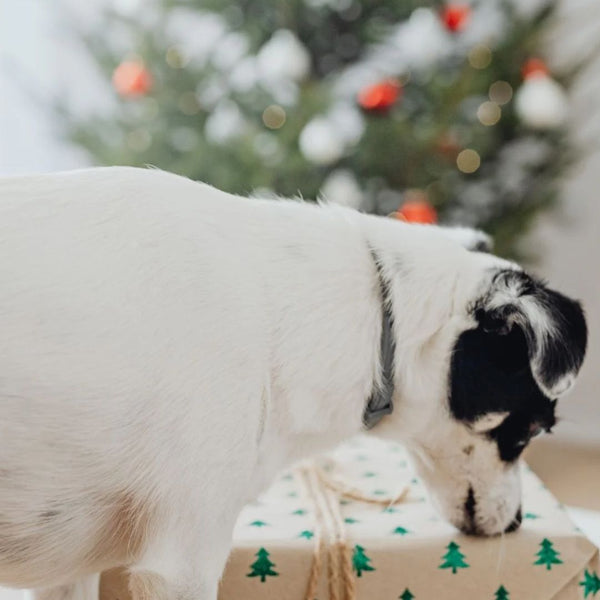white dog with black patch on his face ear, sniffing a gift wrapped in brown paper with small christmas trees