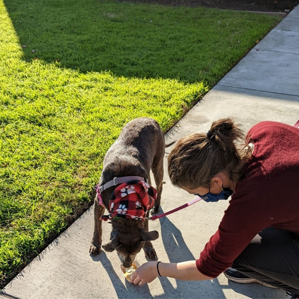 woman with short brown hair, leaning over to set ice cream on the concrete sidewalk in front of a tan dog wearing a pink biothane long line