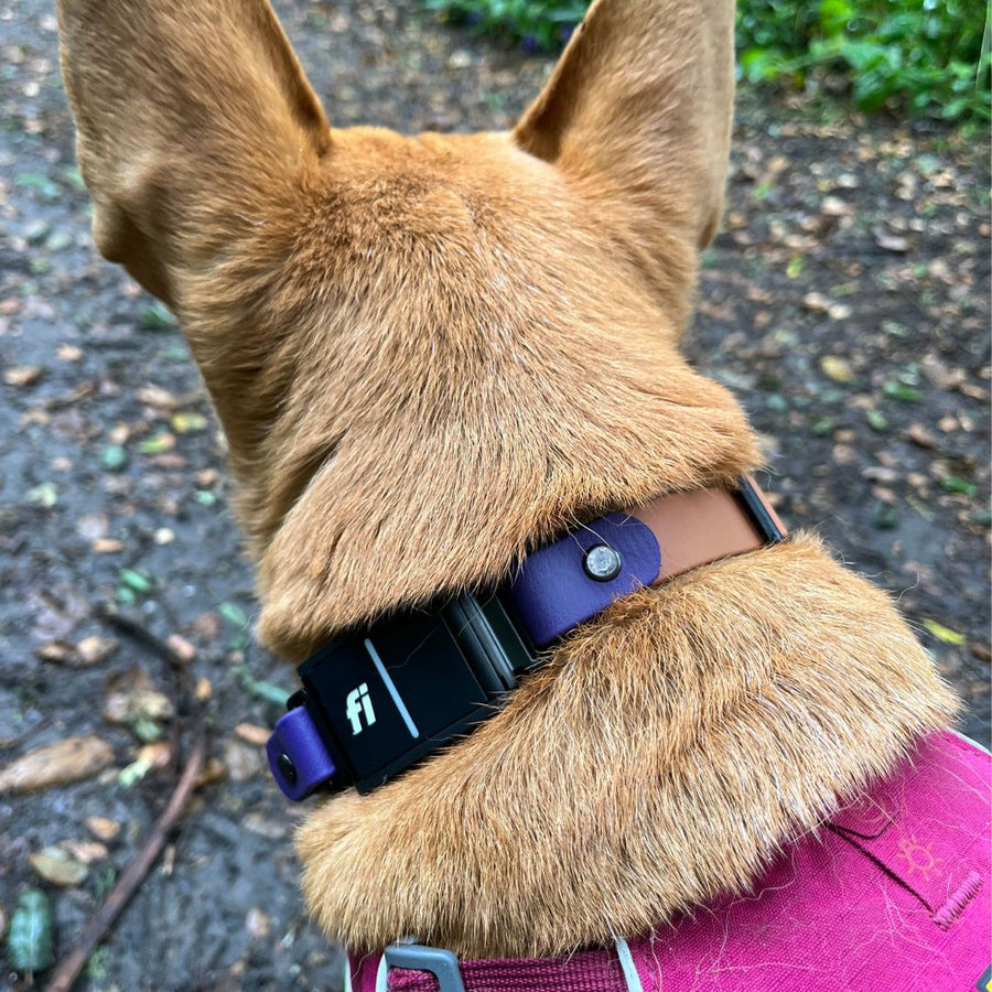 tan dog wearing a purple and brown Fi Series 3 BioThane Dog Collar in Sport Layered Design