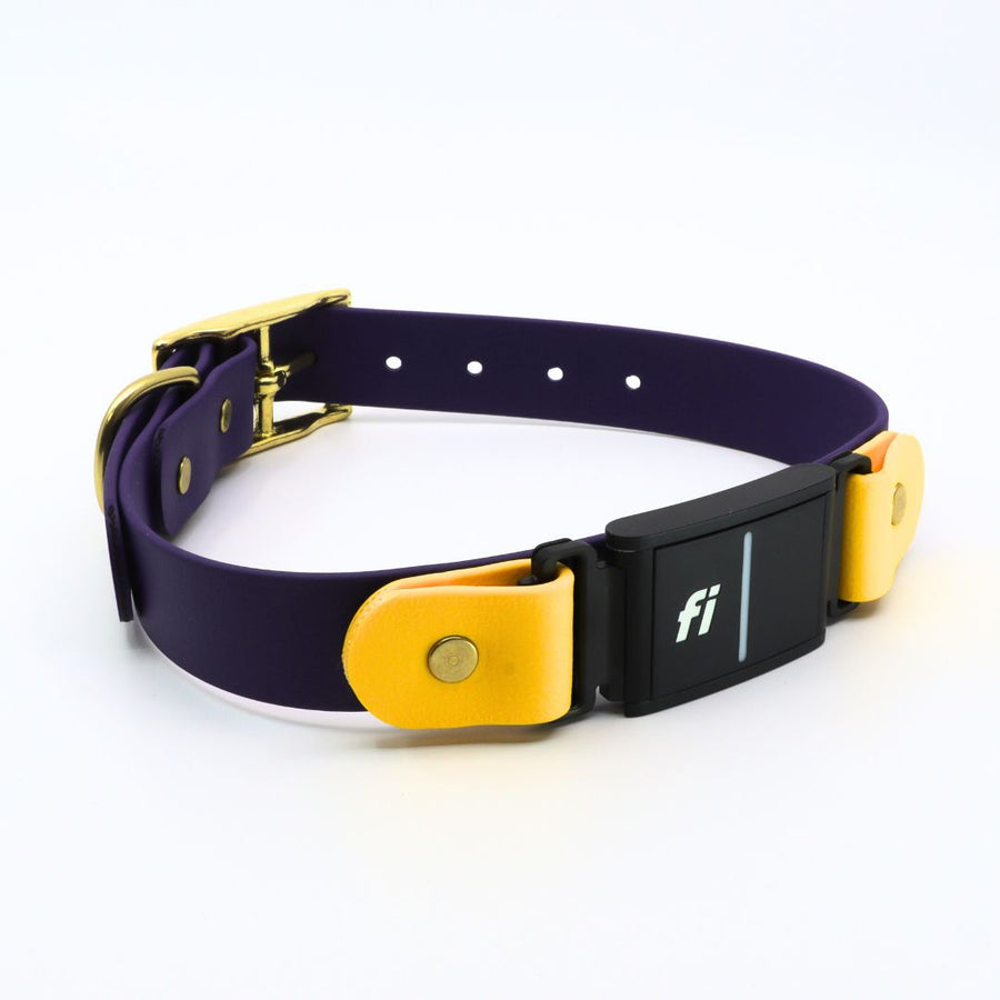 purple and yellow biothane collar for Fi Series 3 with brass hardware