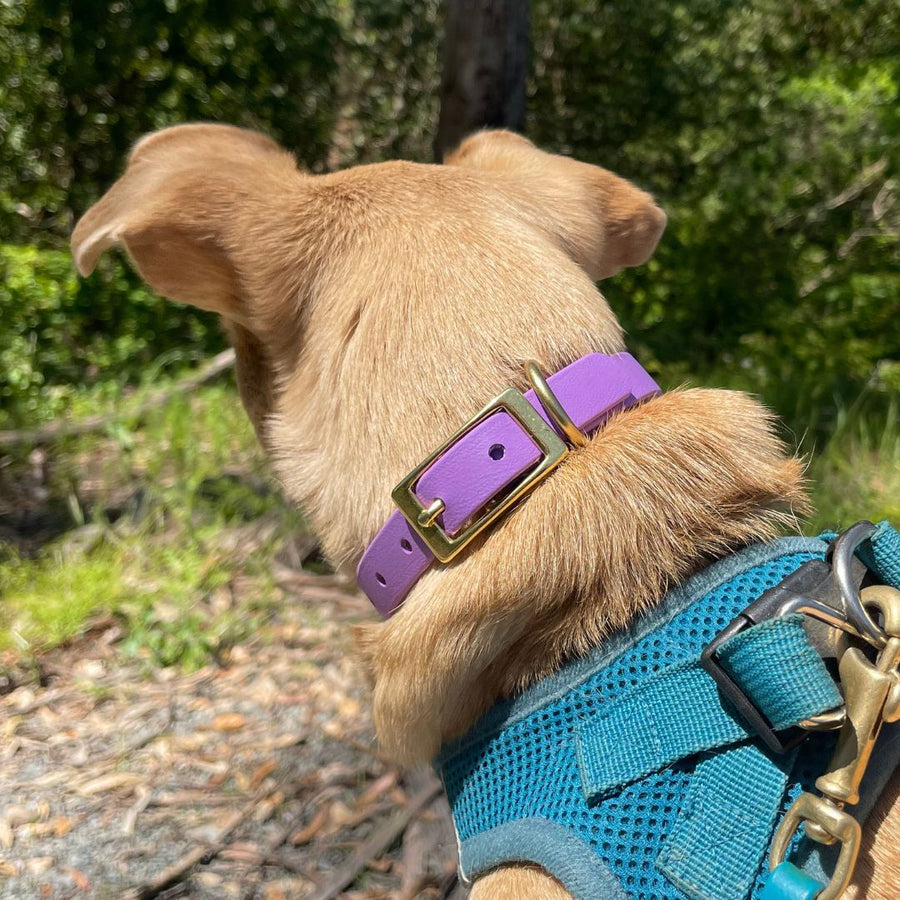 blond dog wearing a lavender classic biothane collar with brass hardware