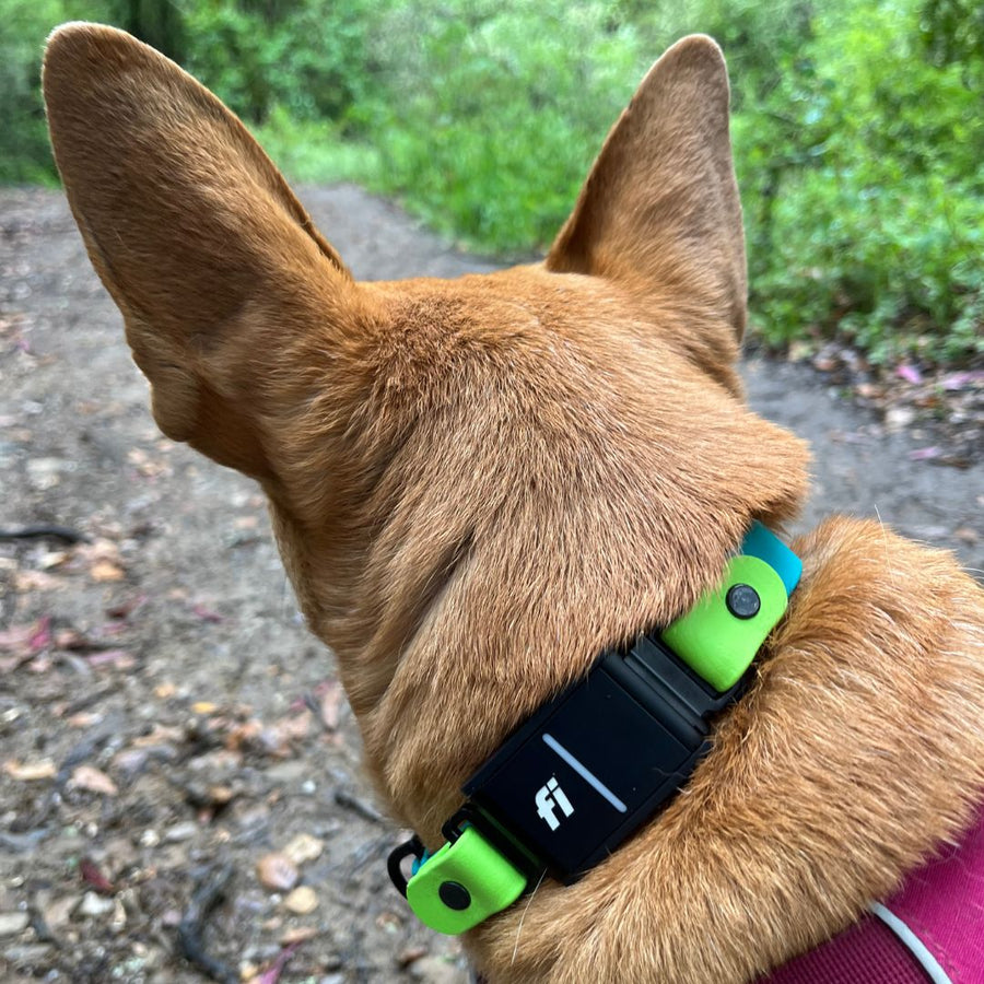 tan dog wearing a teal and green apple colored Fi Series 3 BioThane Dog Collar in Sport Layered Design