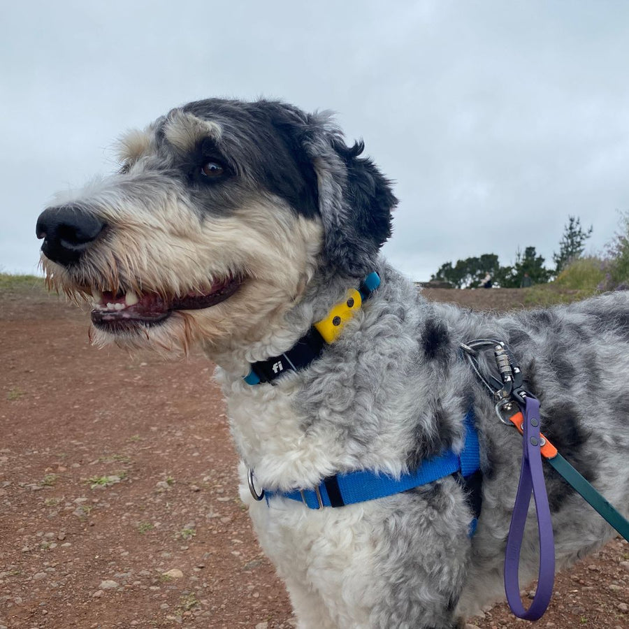 large grey dog outside wearing blue and yellow Fi Series 3 Biothane Dog Collar in the Sport Integrated Design also wearing a biothane dog leash, blue harness and purple traffic handle