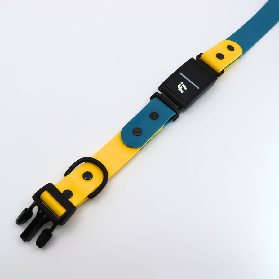 blue and yellow Biothane dog collar for the Fi Series 3 in the Sport Integrated Design laying flat