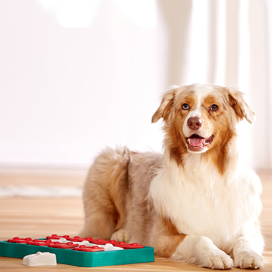 White and Tan dog looking at the camera sitting next to Teal Dog brick toy with red and white compartments for treats