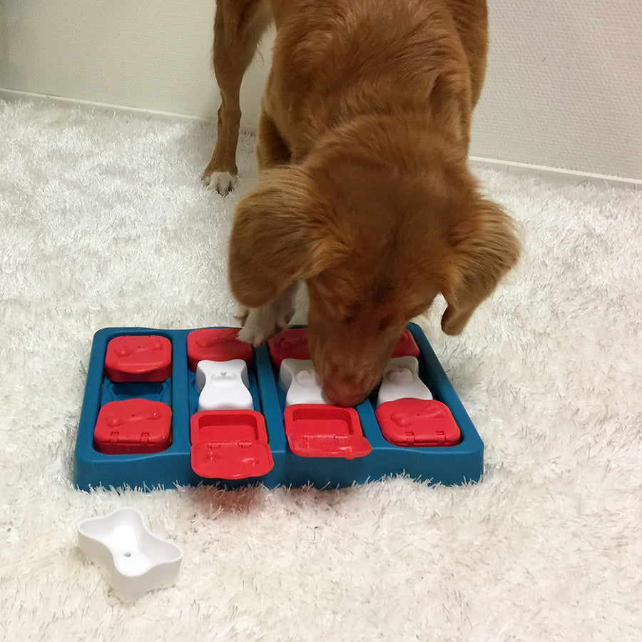 Brown dog sniffing Teal Dog brick toy with red and white compartments for treats and slow eating 