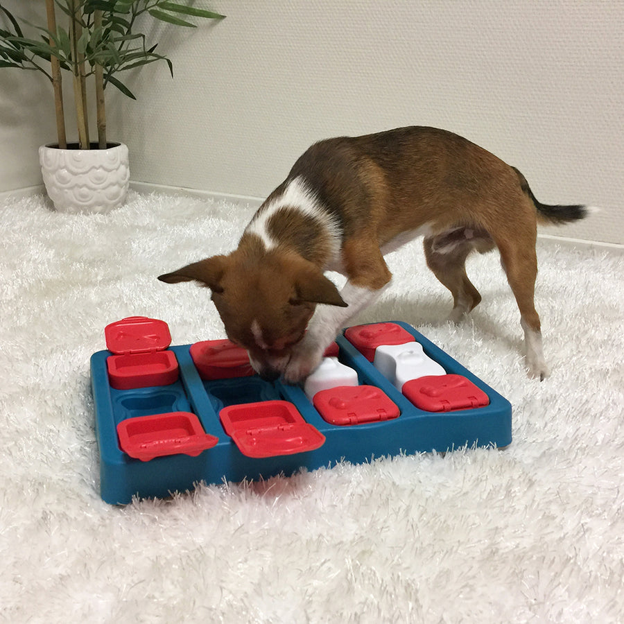 Small Brown and white dog playing with Teal Dog brick toy with red and white compartments for treats