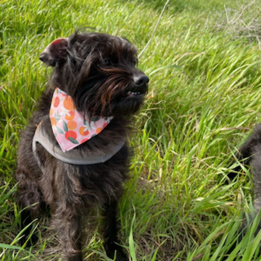 medium sized black dog on the grass wearing the misty made this dog bandana in peaches and cream print