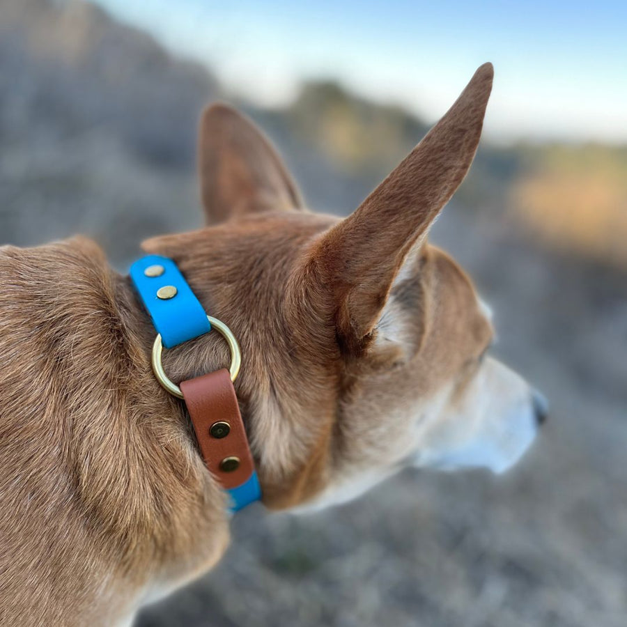 light brown dog outside wearing classic brass biothane O ring dog collar