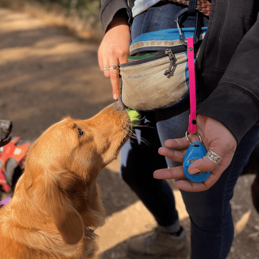 brown dog sniffing a persons belt bag, person is holding a clicker attached to a biothane clicker strap 