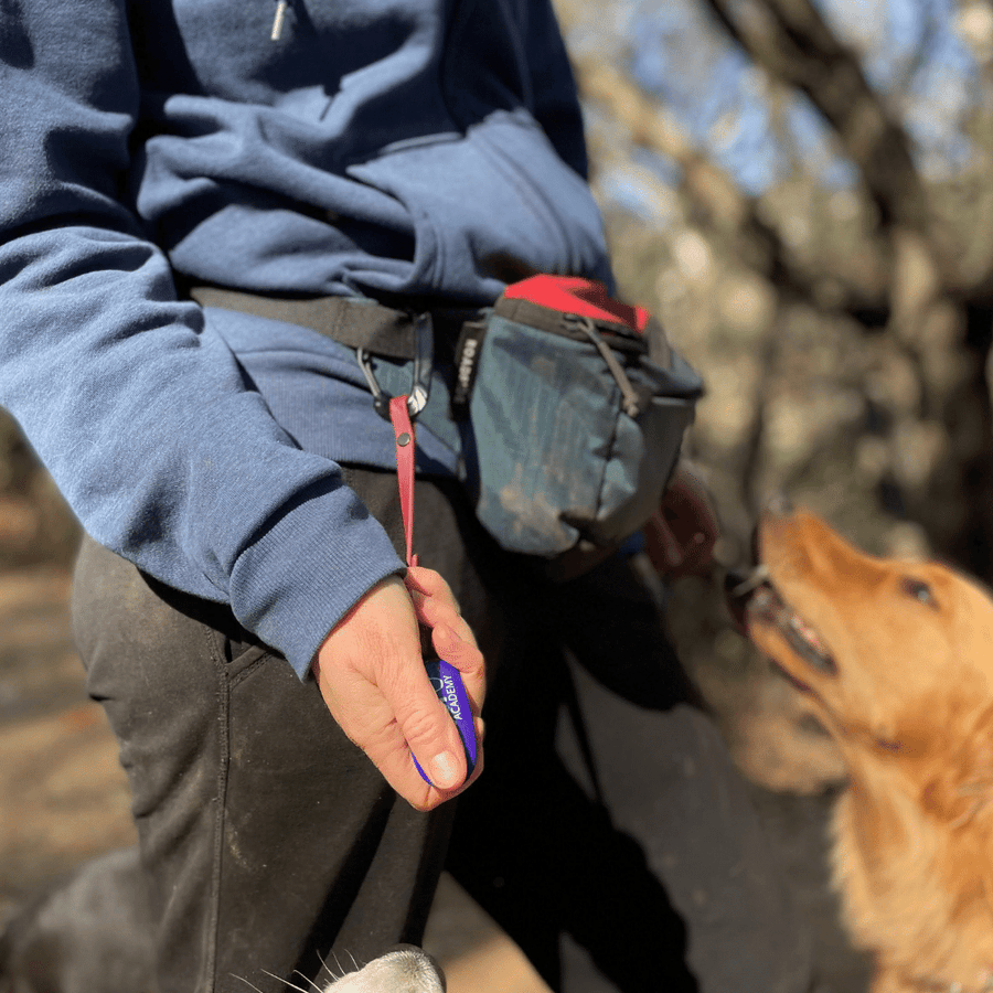 person holding a click attached to a biothane clicker strap in their right hand and brown dog near them