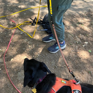 purple biothane leash extender with sport hardware attached to a black dogs orange harness and yellow long line
