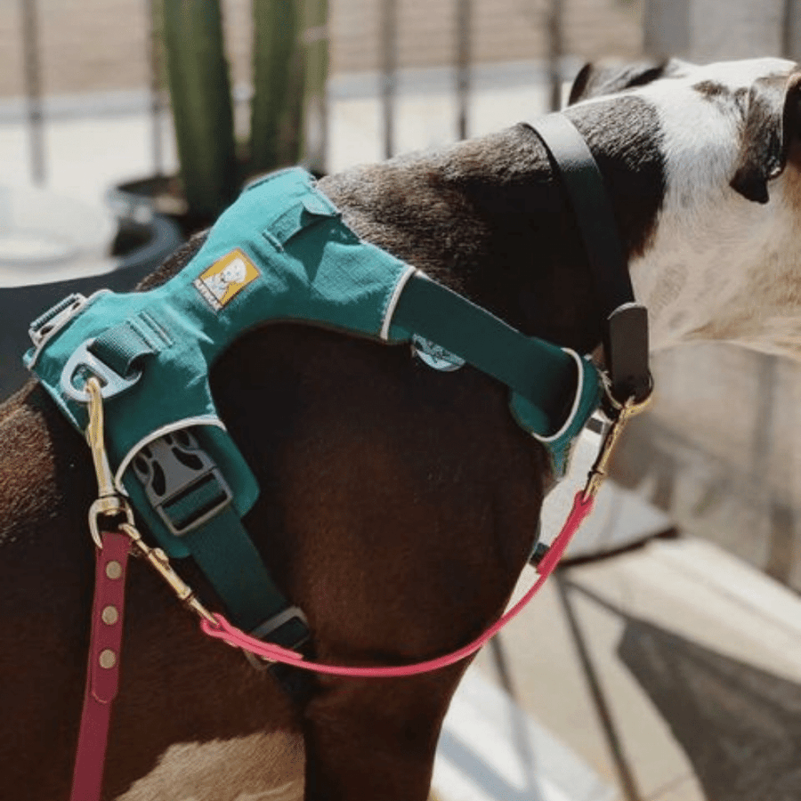 black and white dog wearing a green harness with a biothane safety strap with brass hardware attached