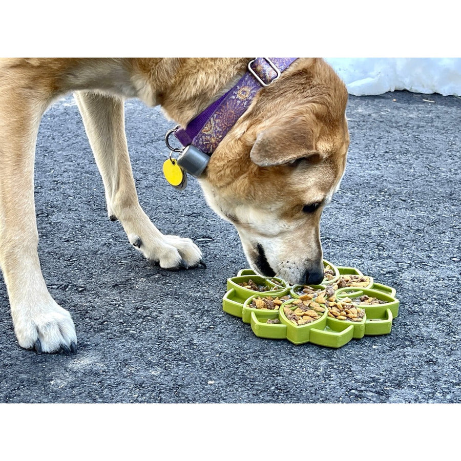 Tan dog wearing a purple collar eating from Green mandala design dog enrichment lick mat