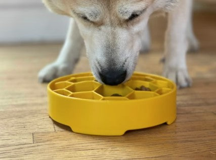 dog-eatting-from-yellow-honeycomb-ebowl-slow-feeder