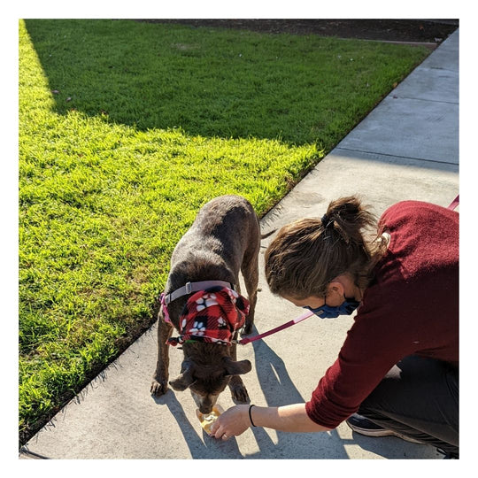 woman with short brown hair, leaning over to set ice cream on the concrete sidewalk in front of a tan dog wearing a pink biothane long line