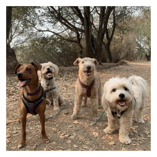 4 medium sized tan colored dogs wearing biothane long lines standing on a dusty trail in front of some trees