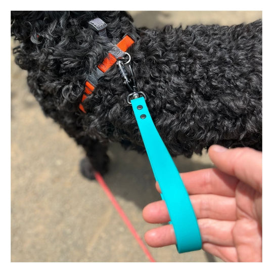 black curly haired dog wearing a biothane traffic handle attached to his harness, persons hand holding the biothane traffic handle