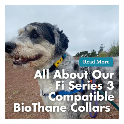 All About Our Fi Series 3 Compatible BioThane Collars