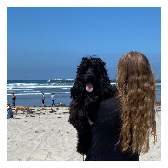 large black dog with curly hair being held by a woman with long brown hair, she is facing the ocean while the dog is looking at the camera